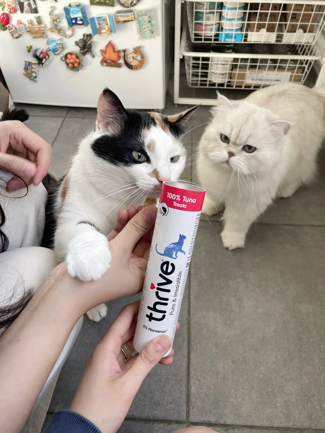 比利时🇧🇪宠物赛道创业｜吃到好吃的冻干