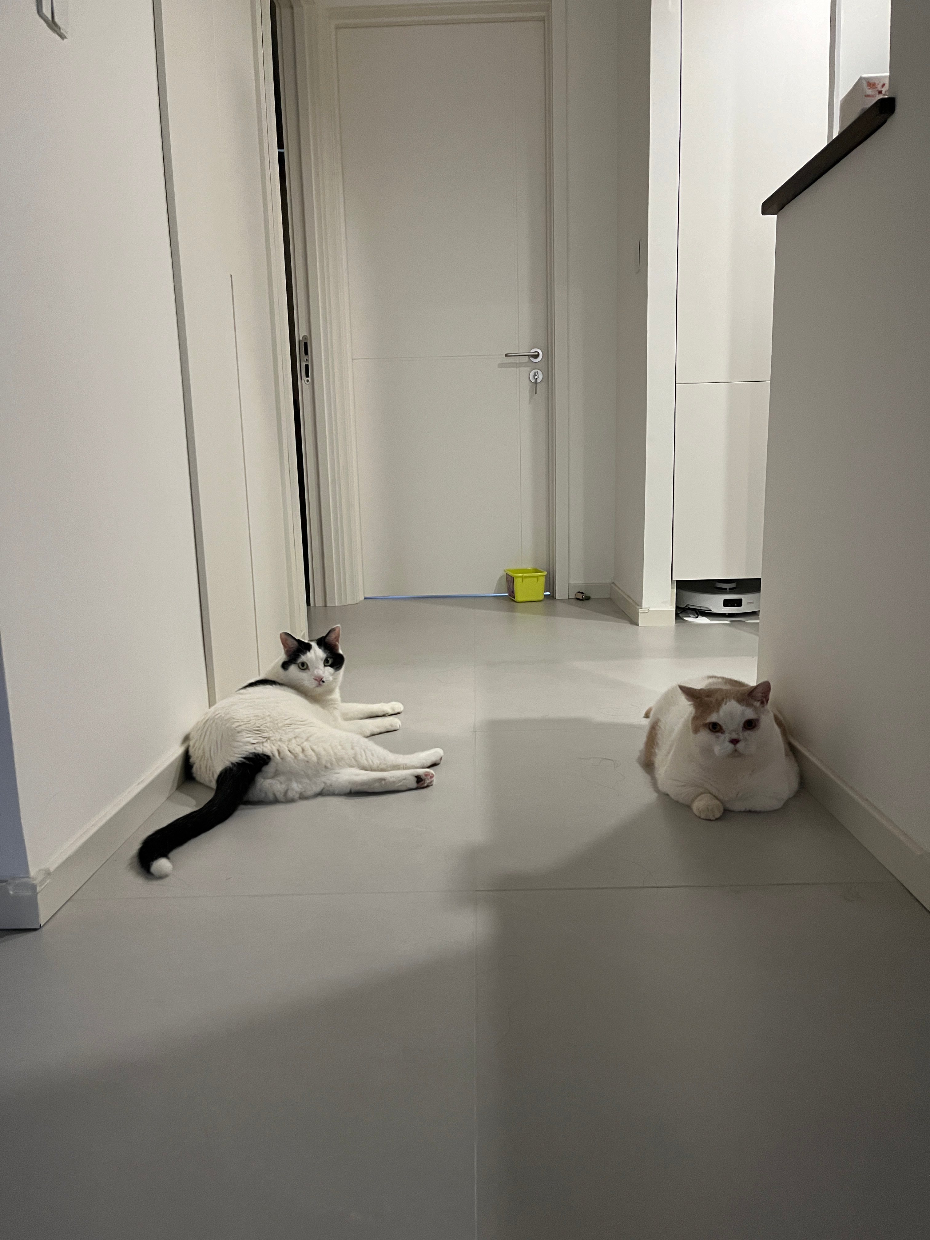 早上先花两秒钟给猪开门放风，出门前再花五分钟把猪赶回猪圈（太赶时间了兜子就不洗脸