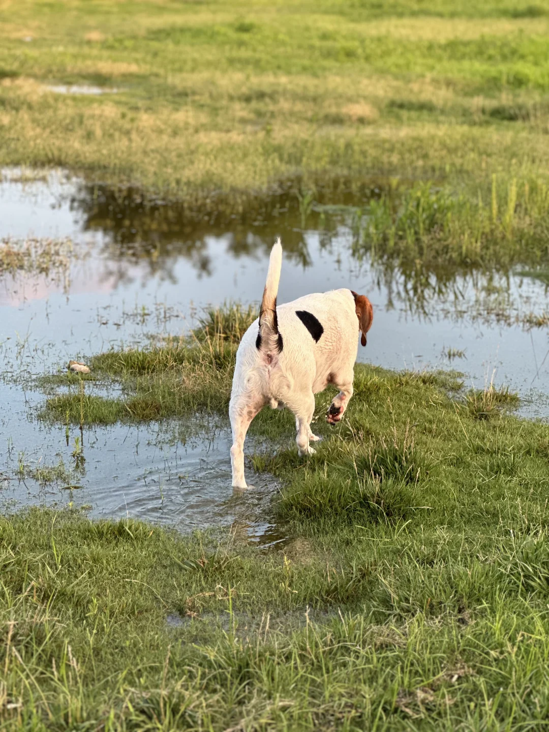 下过雨的草坪…