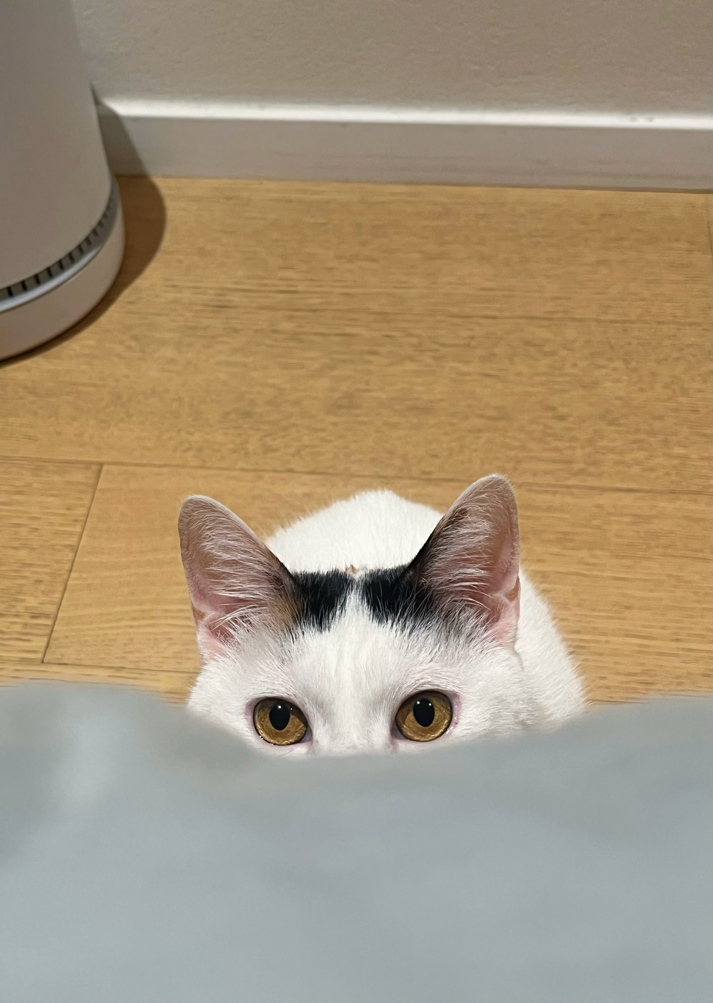 不睡觉，要玩躲猫猫