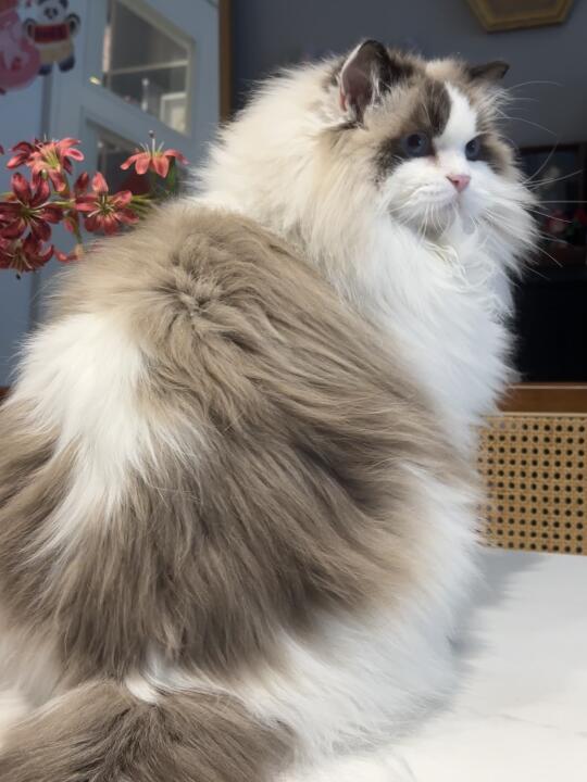 小猫的屁股我捏捏
