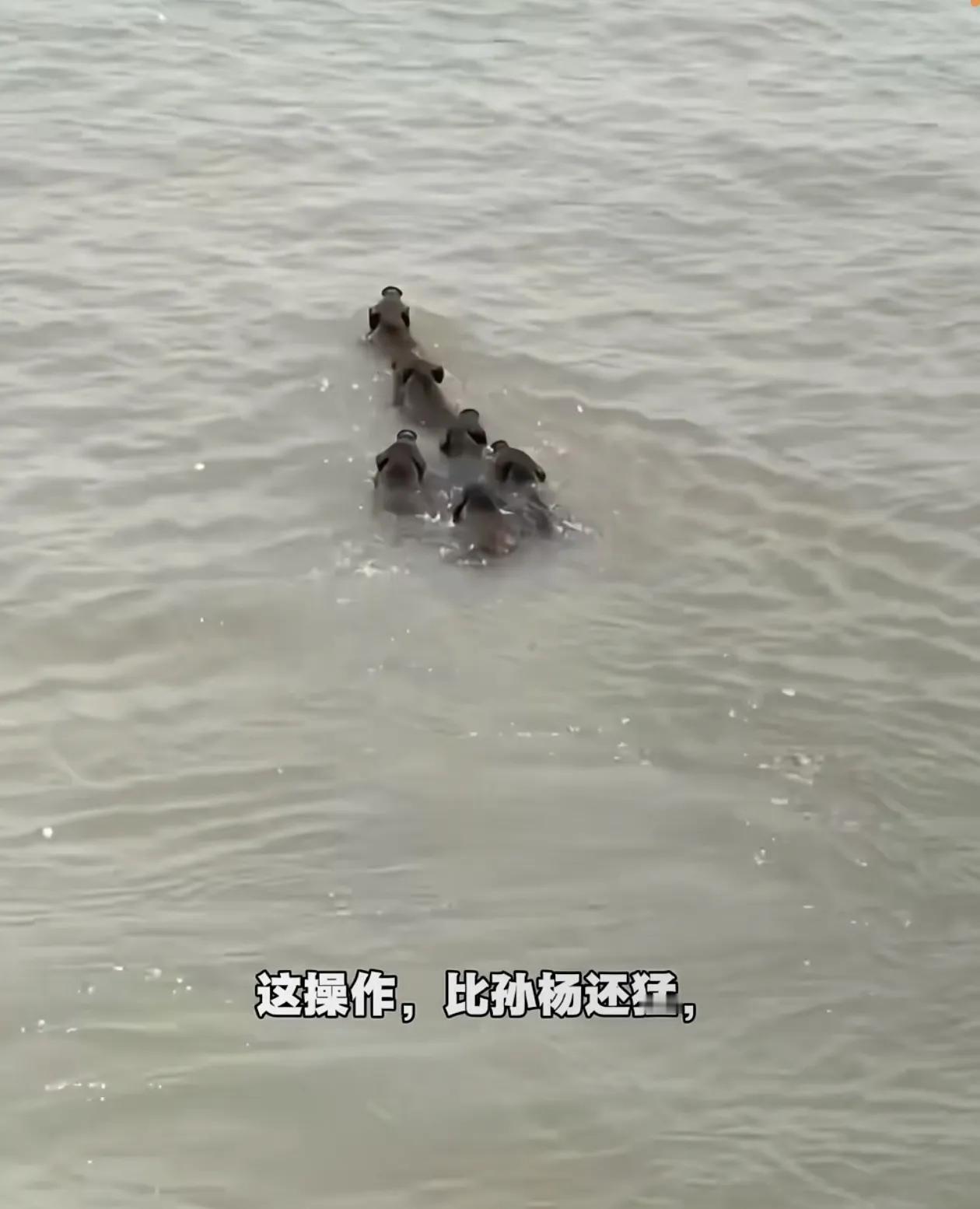 南京集体野猪过大江！
长江大桥不收费，走一遍多实惠？
不过还是要澄清一下，南京这