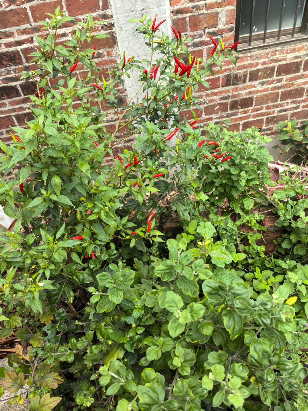 指天椒🌶️是不是比小米辣还要辣