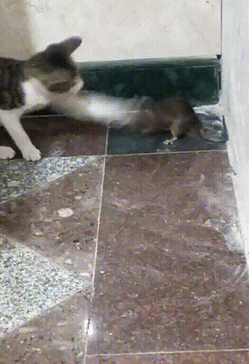 我踏马告诉你，我真的是猫!