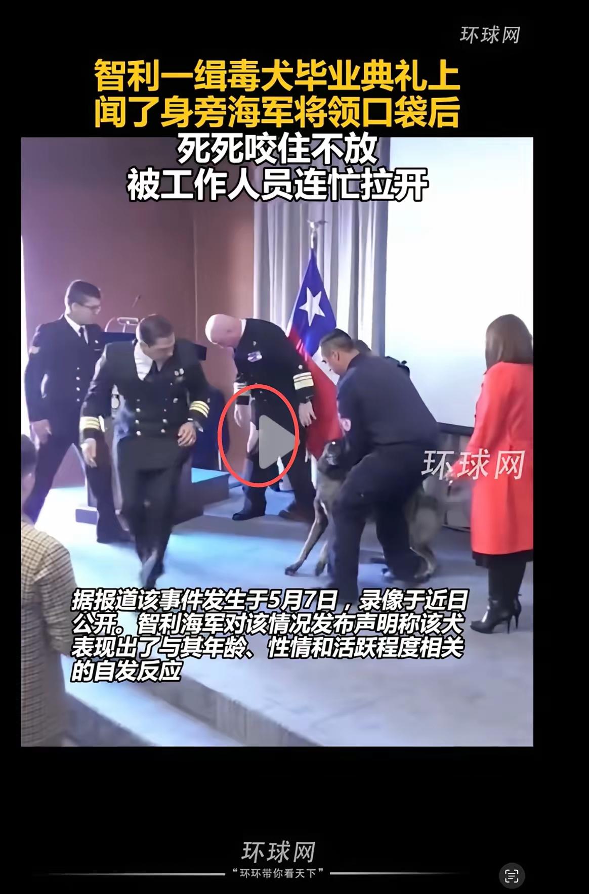 智利缉毒犬发现了什么，让它撕了中将的裤子
在智利一个缉毒犬毕业典礼上，一条缉毒犬