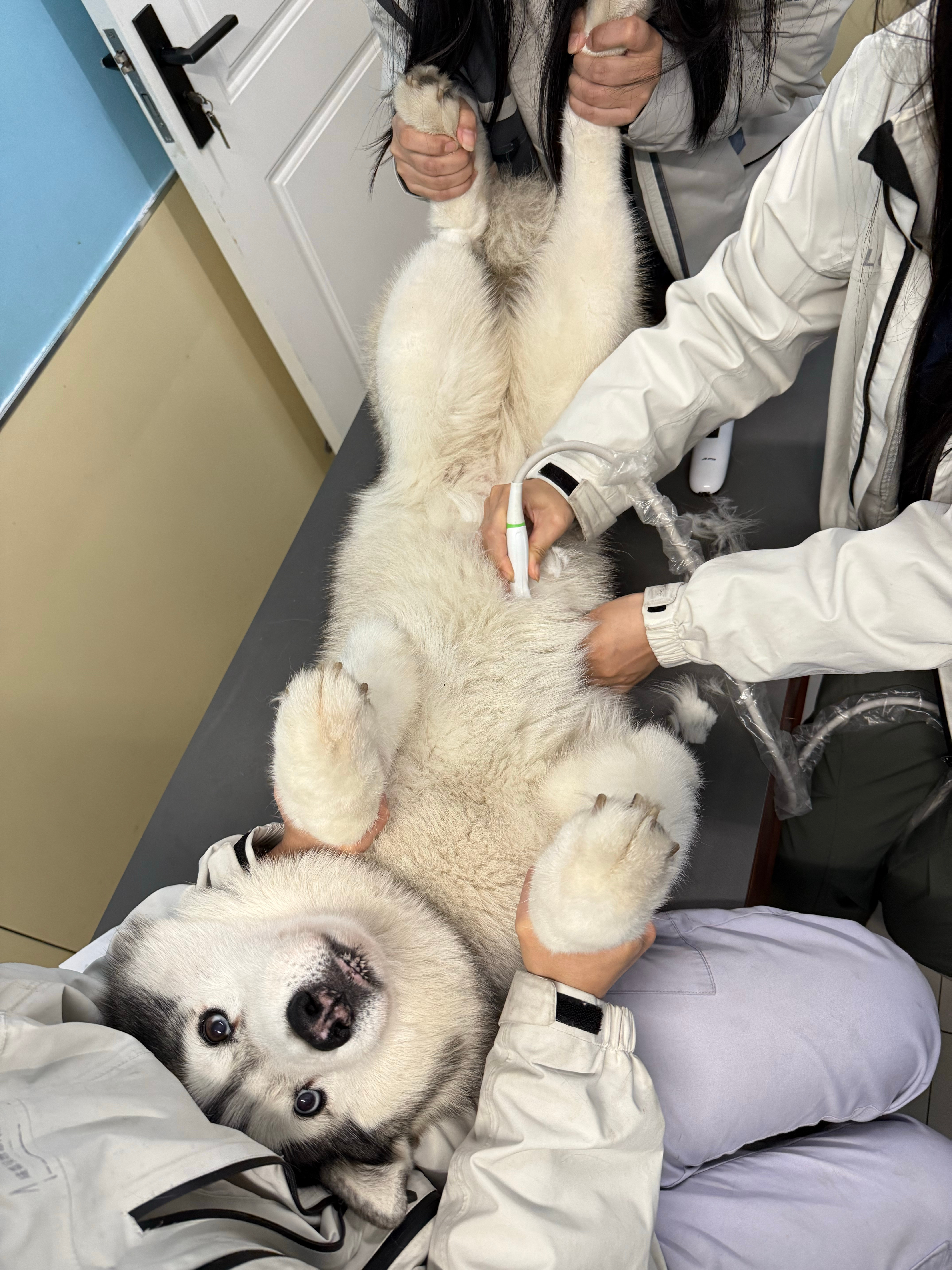 我们小狗去体检啦，有点骨刺，最近成都大降温，估计腰椎间盘和颈椎都有点不舒服，要开