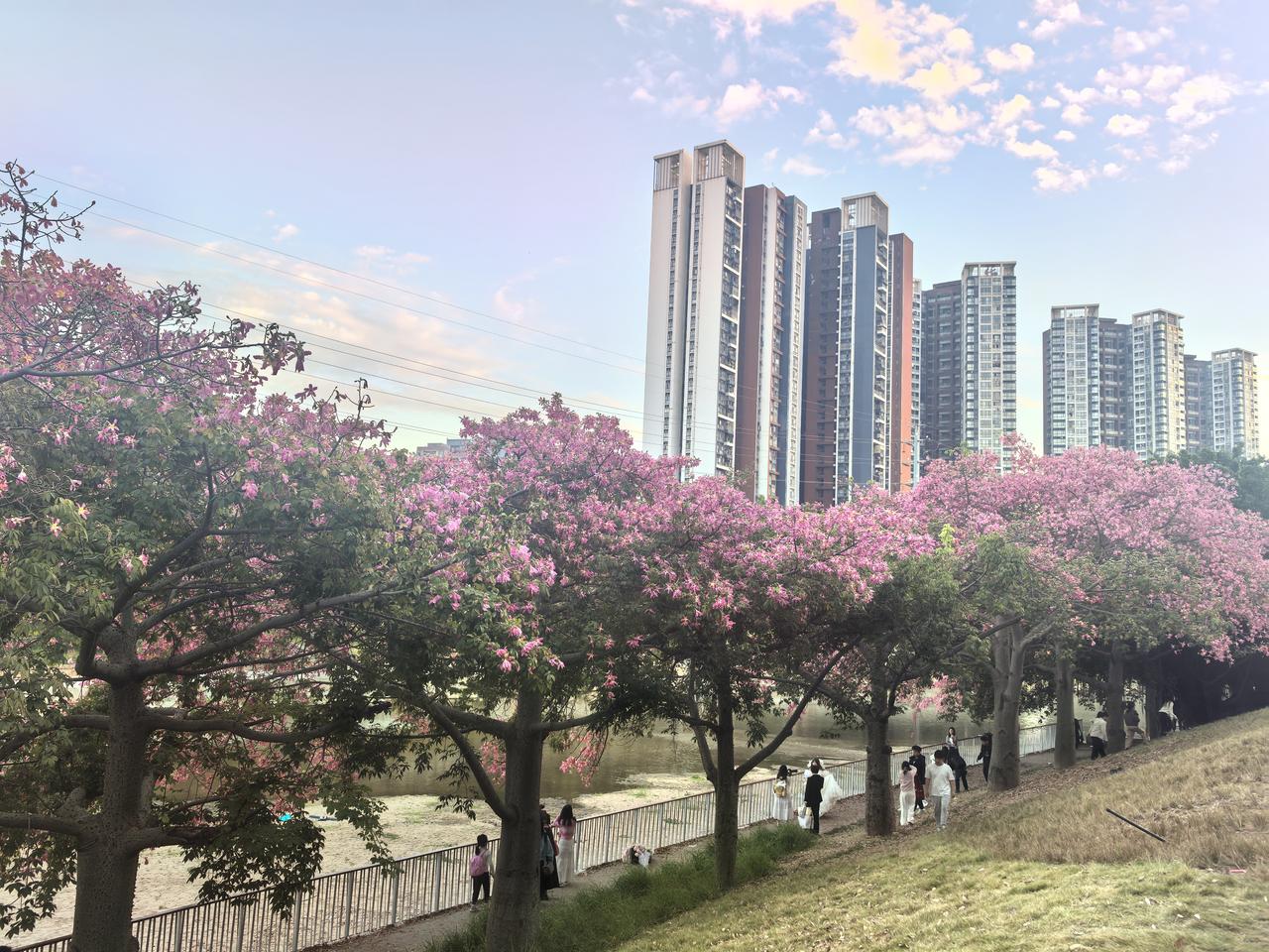 晒出你随手拍的一张风景图异木棉在夕阳的映照下，像是蒙着一层纱。