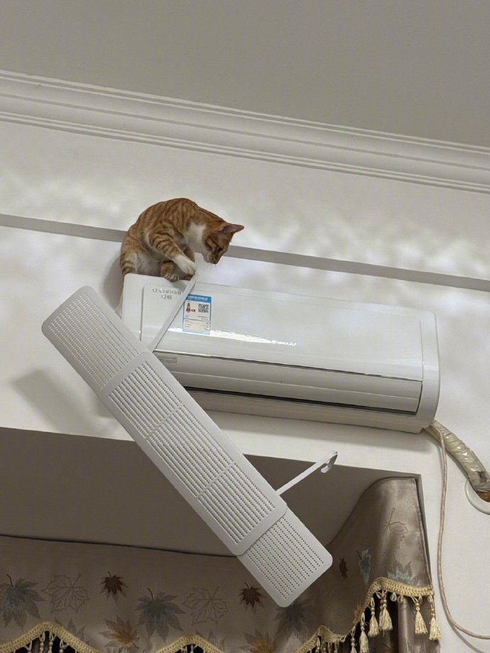 家里养了个会修空调的猫师傅 ​​​