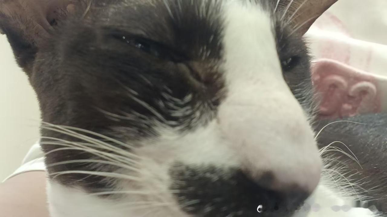 50631【丑猫】终于排到了… 