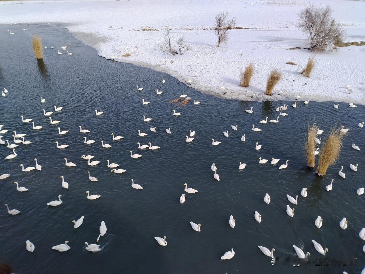 春日生活打卡季快抓紧时间去看大鹅啊，天气逐渐转暖他们也该迁徙了。