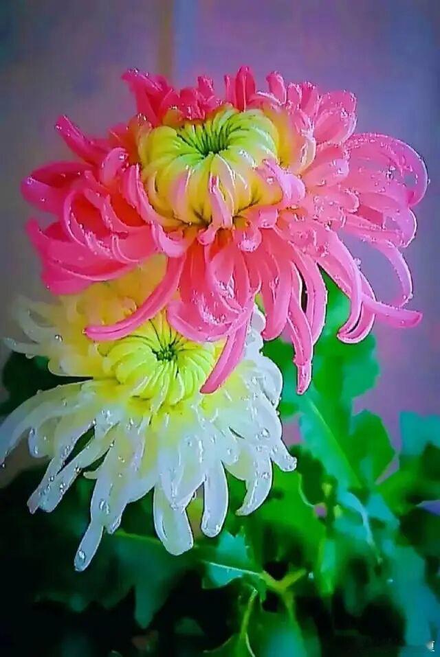 秋染群芳，菊花凝露傲立清风～寻美河南 ​​​