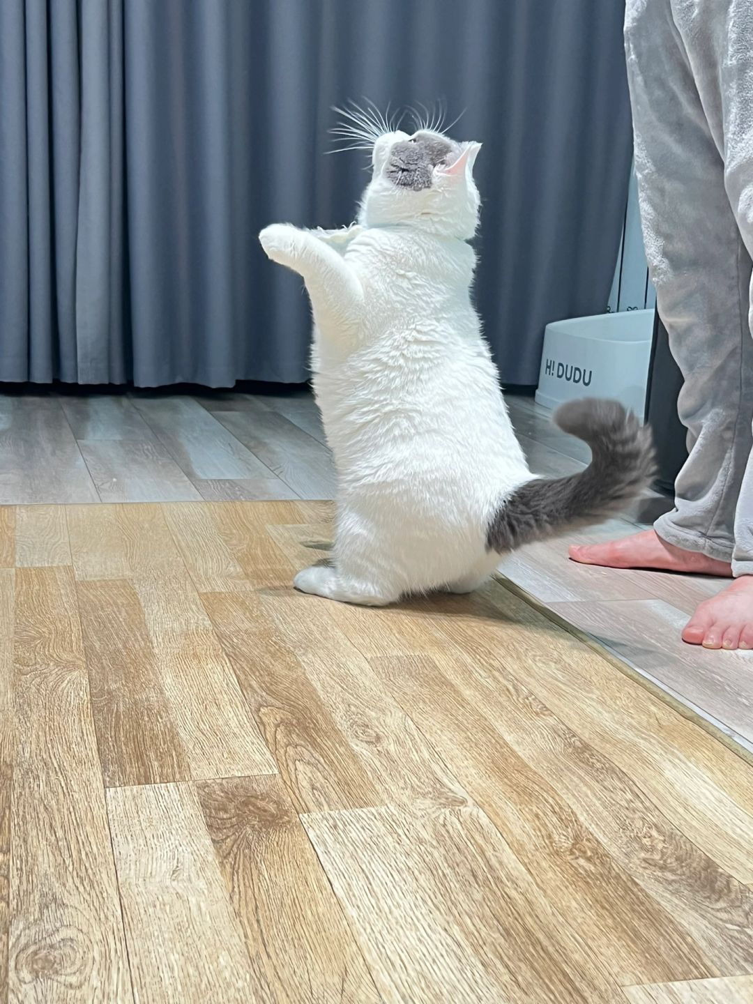 小白胖子，尾巴是拼接上去的吧！