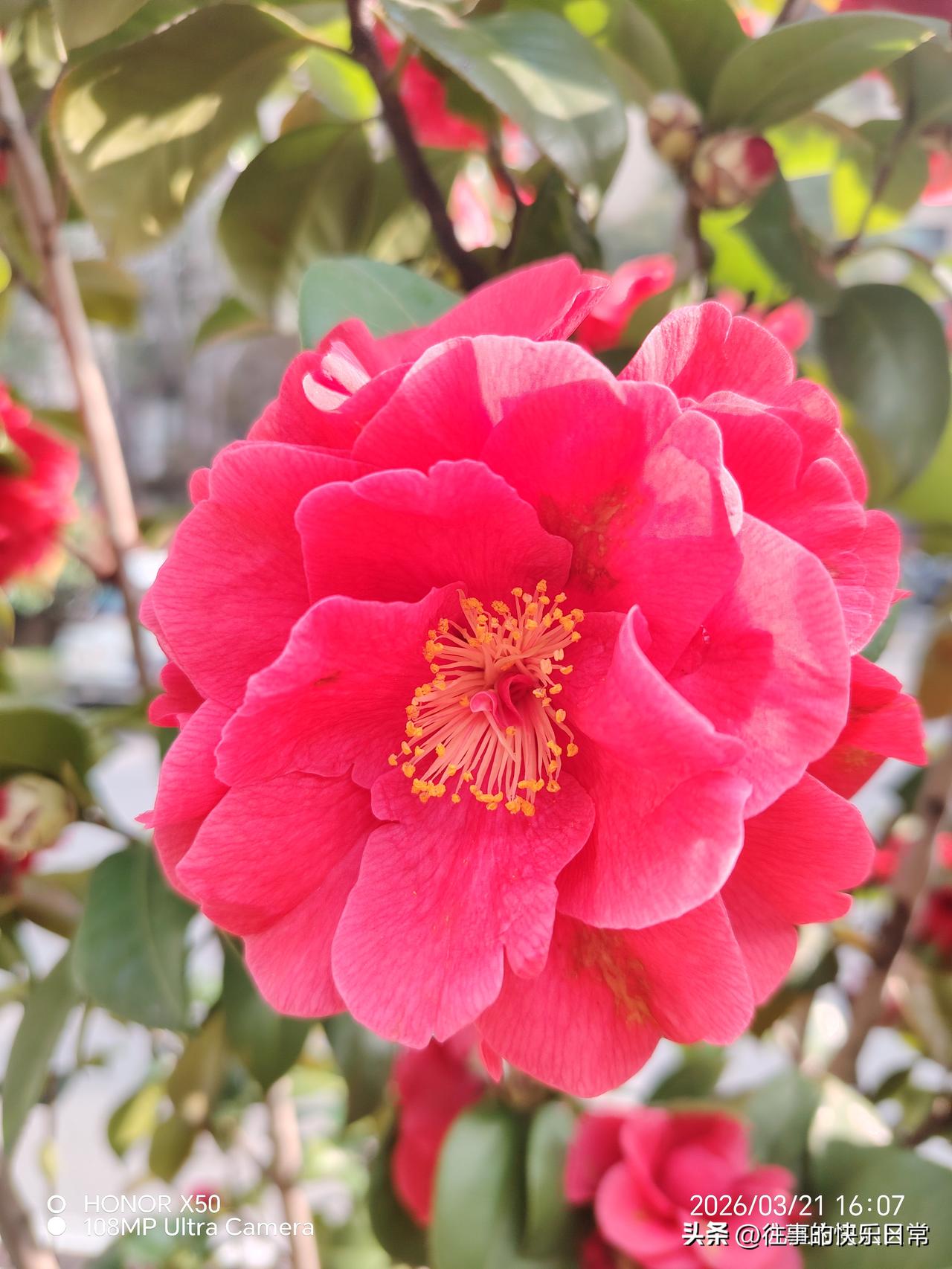 3月21日小区里赏花“上头条聊CBA”