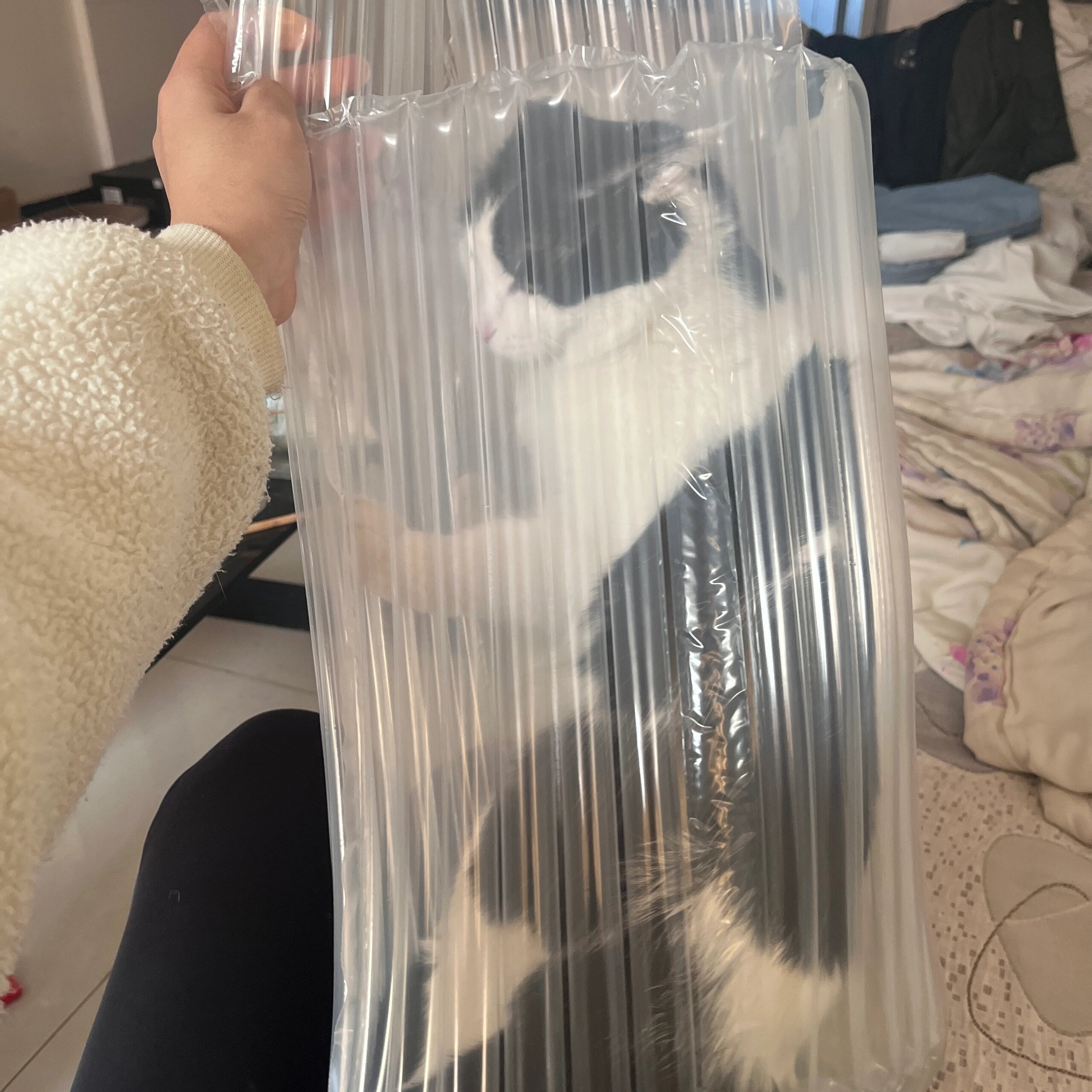 猫打包好了，马上发货，需要保密发货的联系我 ​​​