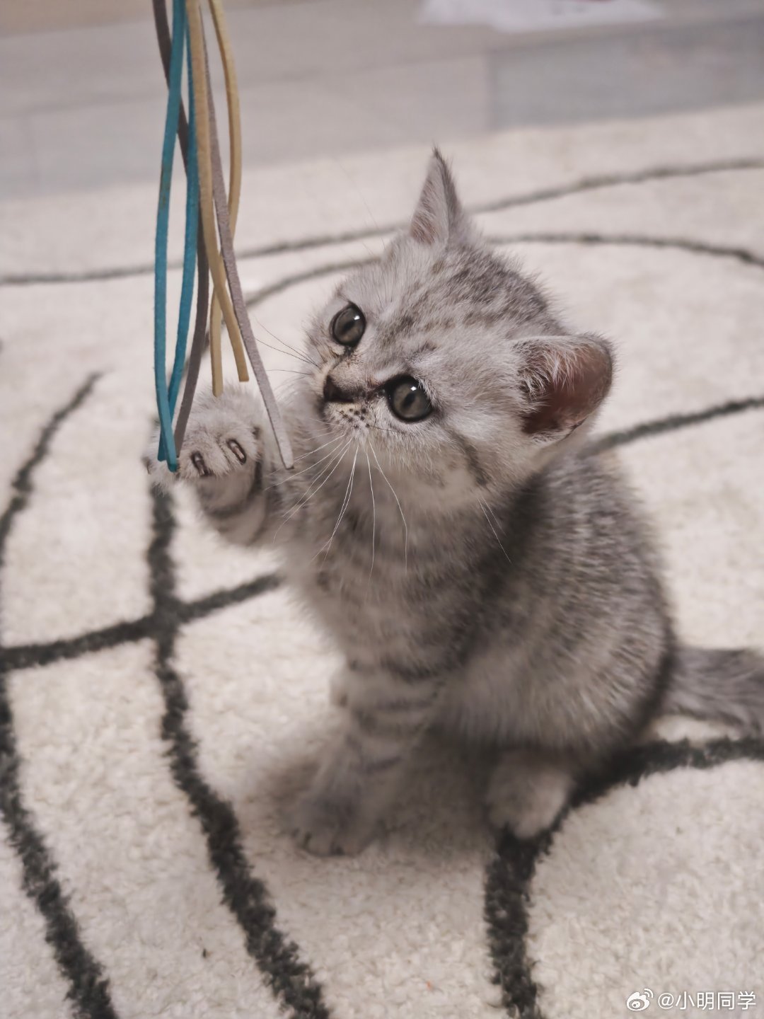 家里来了一位新主子