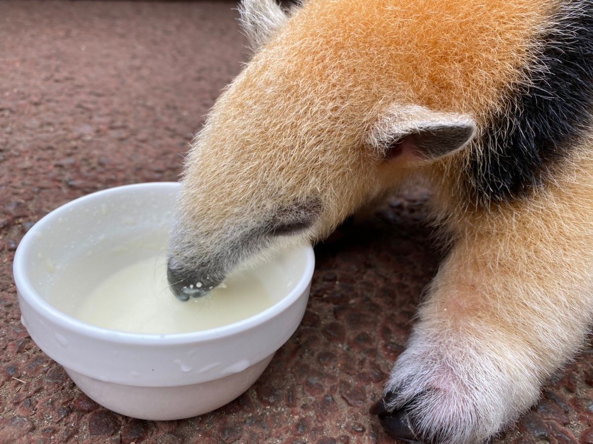 超级毛乎的小食蚁兽宝宝！！这个镜头下看起来毛绒绒的[期待]【推：anteater