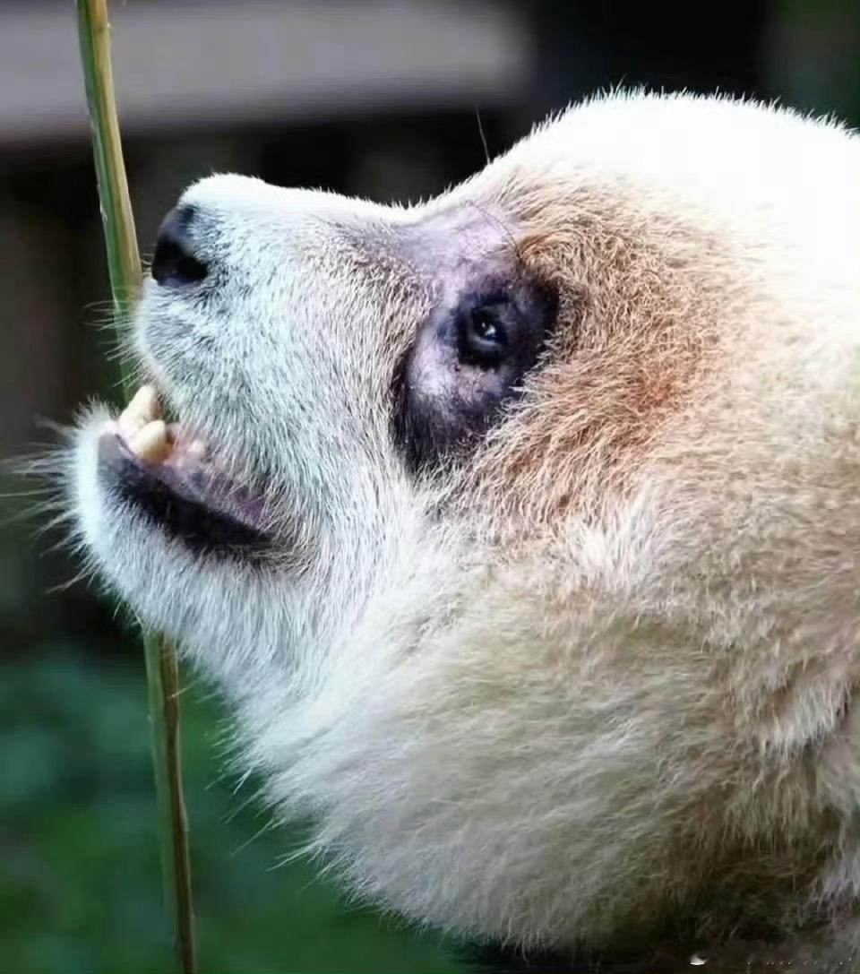 重庆动物园小渝爱早点恢复健康！ ​​​