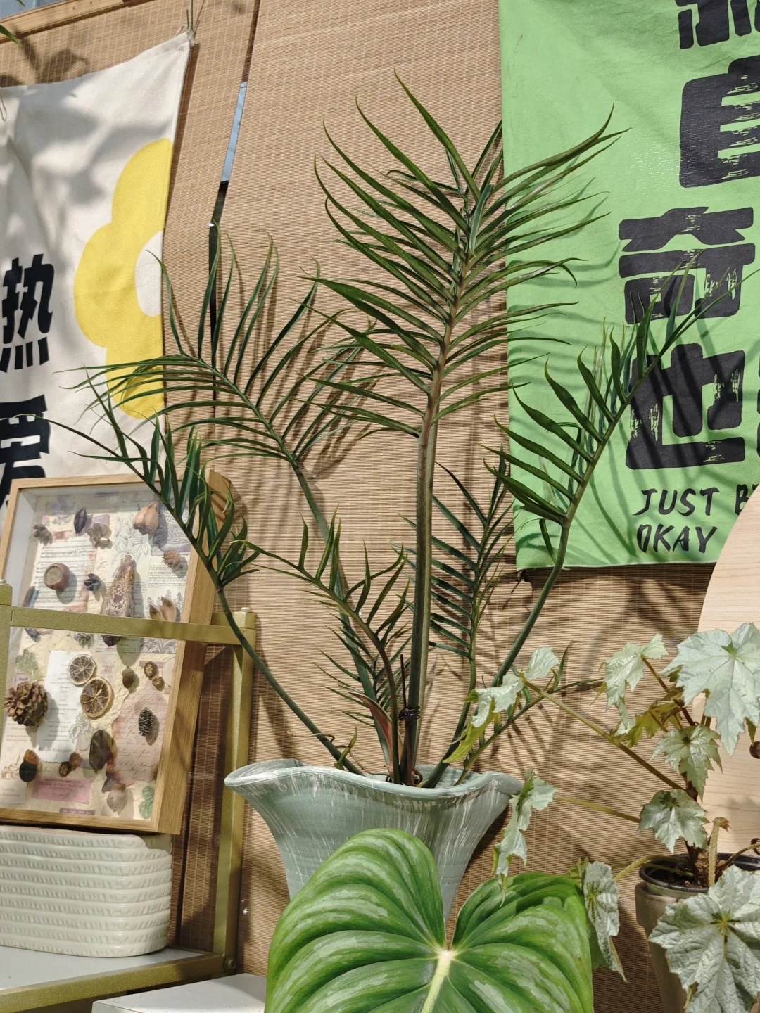他们说：这是什么稀稀拉拉的怪花[吧唧R] 无所谓，我们喜欢