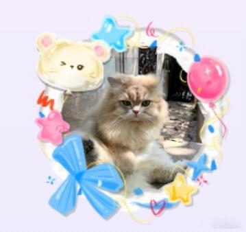 好可爱 仓鼠头像框里框只小猫 
