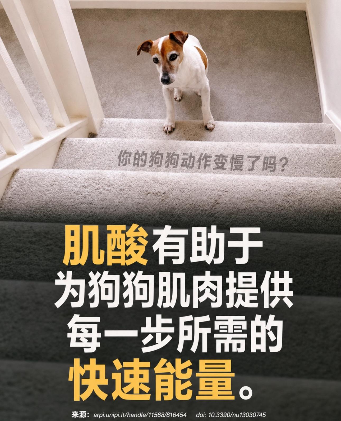 🪜你家狗狗上下楼梯吃力吗？👀狗狗肌肉流失最早信号不一定是跛行，而是...
