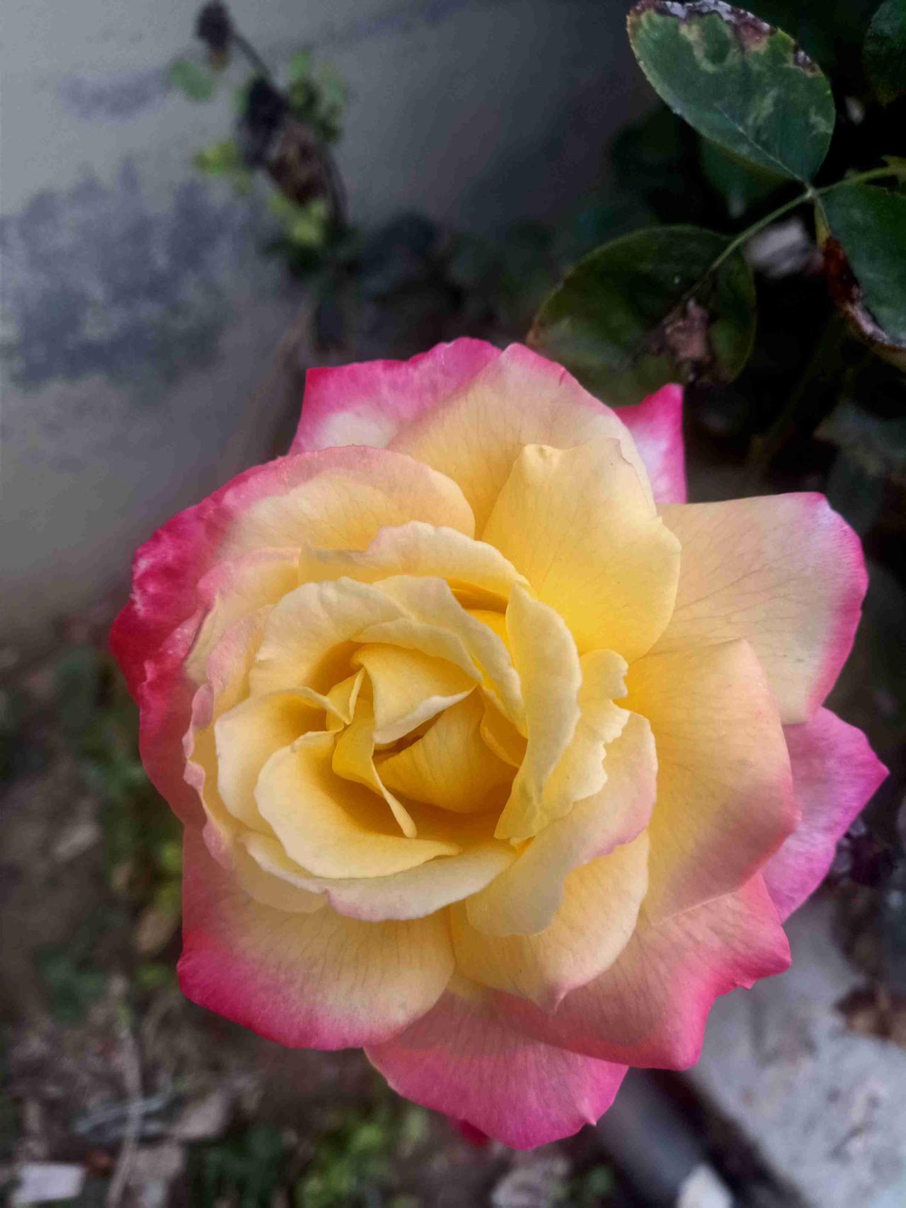 我的今日状态：💰期待暴富
我这里的天气：☀️晴天