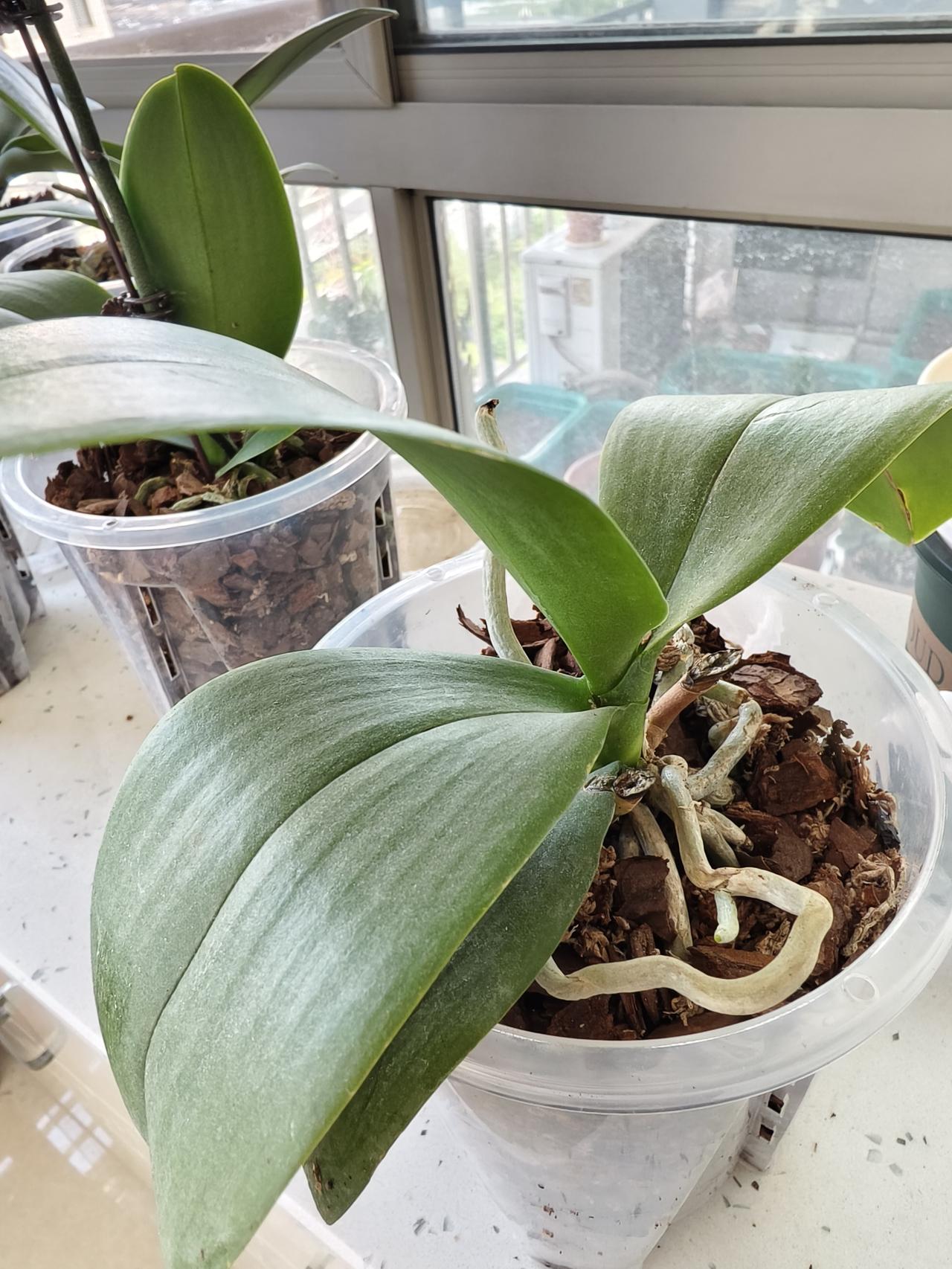 养蝴蝶兰第一步买花后苗练手，20多天过去了，已长出水晶头，说明成活了！

花友给