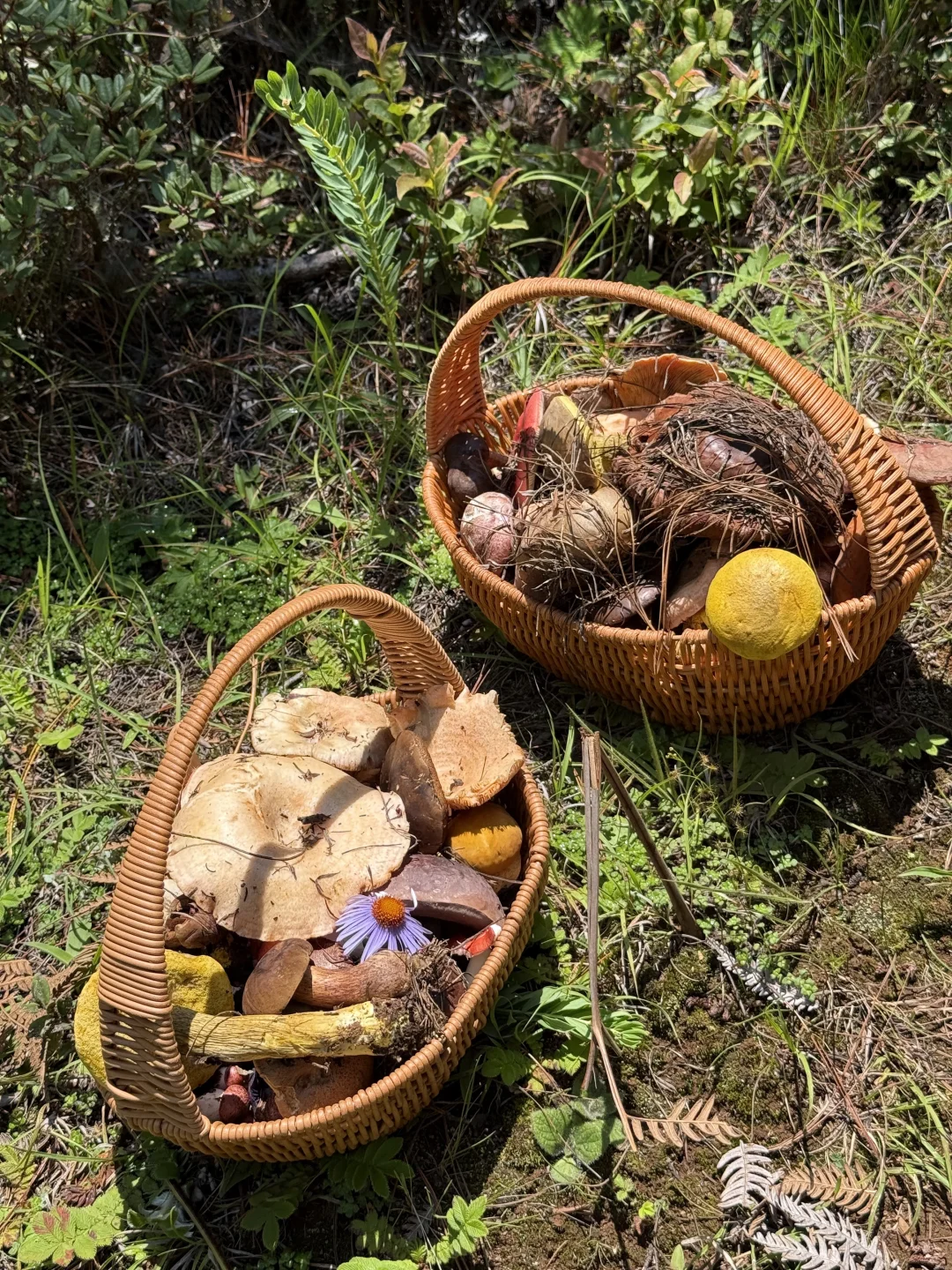 大理周边捡菌子，根本捡不完！