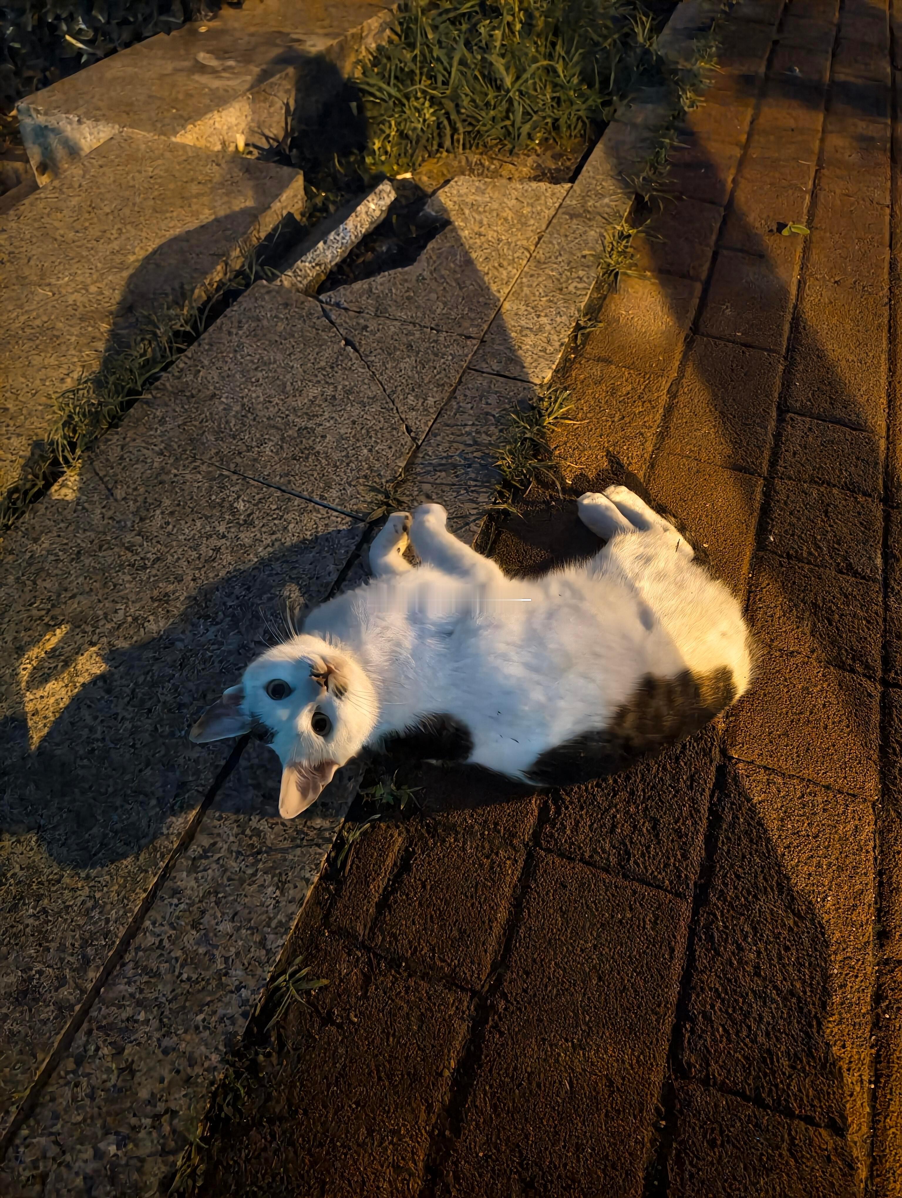 路边的小猫，第二次看见了，可可爱爱很黏人一叫就在草丛里出来了 