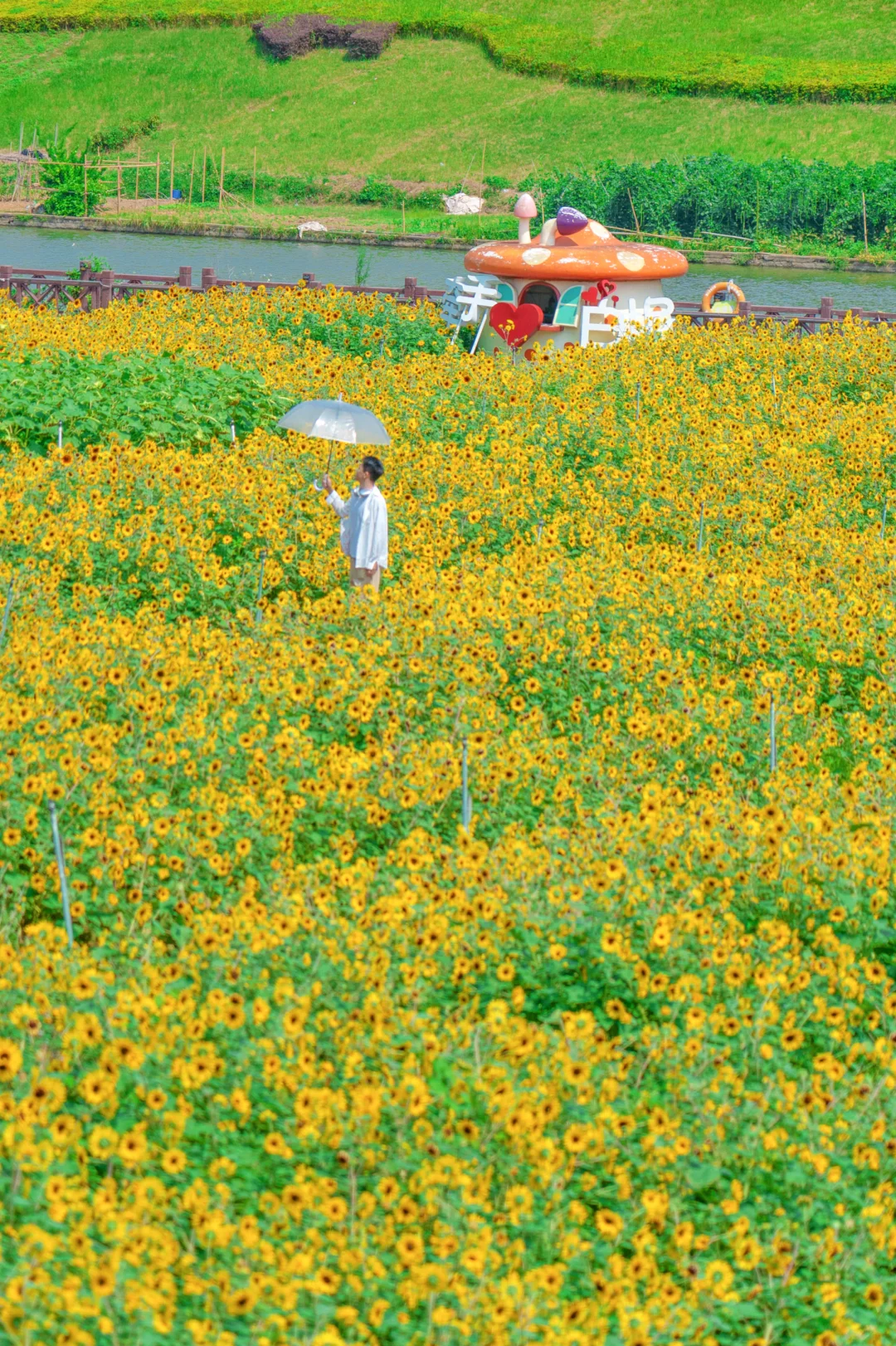 百亩花海🌻免门票免停车人还少！佛山你太卷