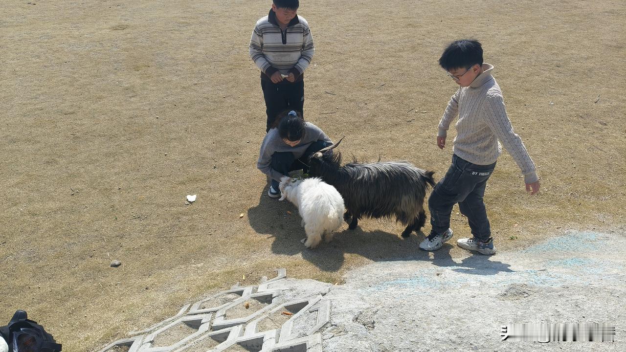 白狐，珍贵的白狐

野生动物园里的白狐，很饿，光想吃肉，胡萝卜都不吃！[捂脸][