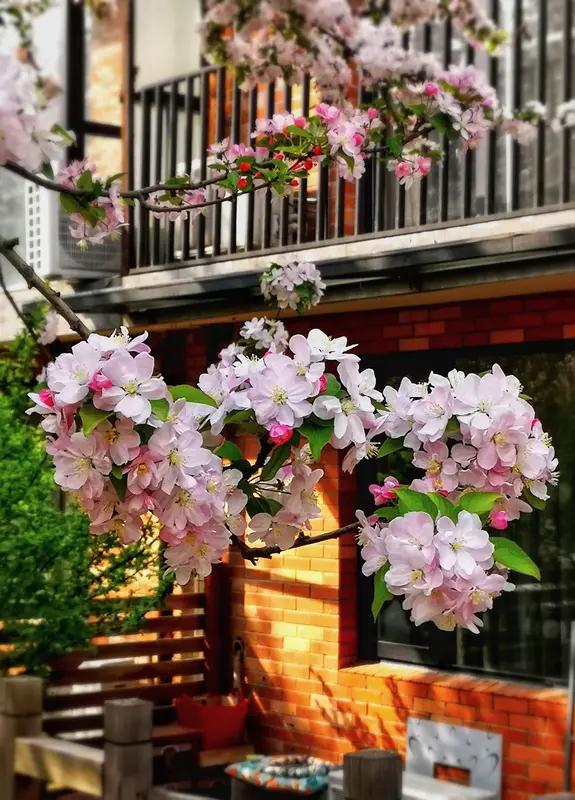 上联：一树花开春满院；
下联：两岸柳曳绿盈窗。
此下联意境与上联相融，格调相当，