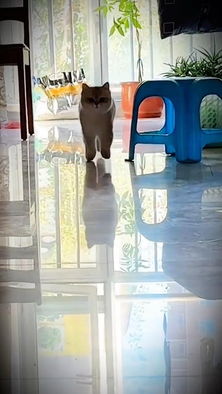 猫咪步 萌宠小猫 铲屎官日常记录