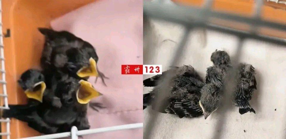 霸州女子愤怒曝光：太残忍！在门前竟遭弹弓猎杀据霸州这位女子讲述，事发当天她正准备