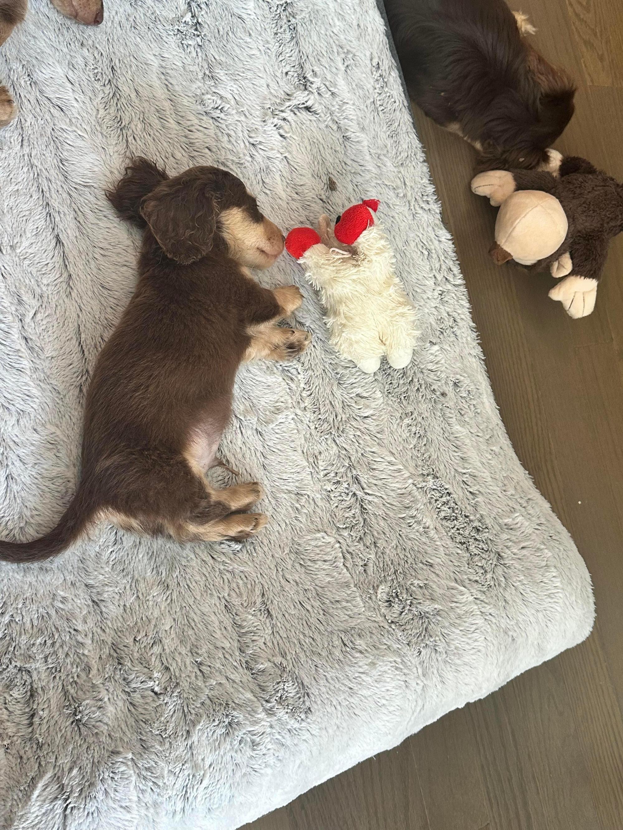 腊肠小狗🐾 