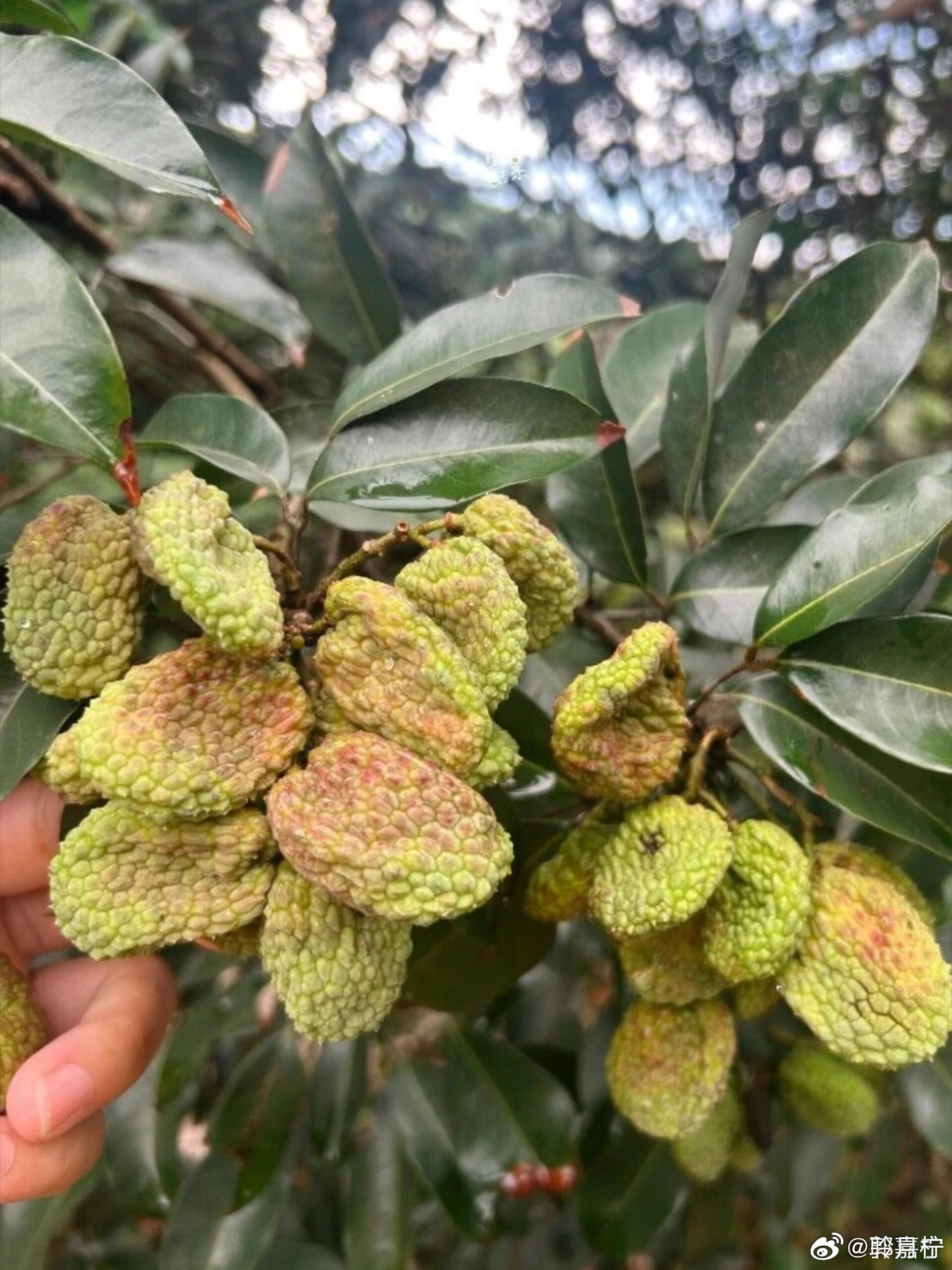 妃子怒荔枝确实很“怒”了哈哈哈，报仇荔枝 