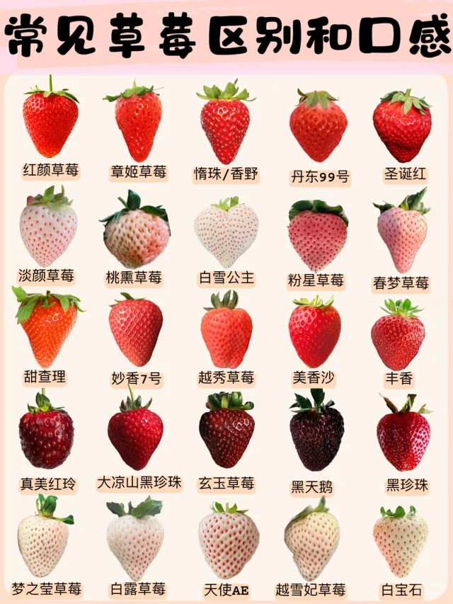 25种草莓你认识几个？|草莓脑袋一篇整明白