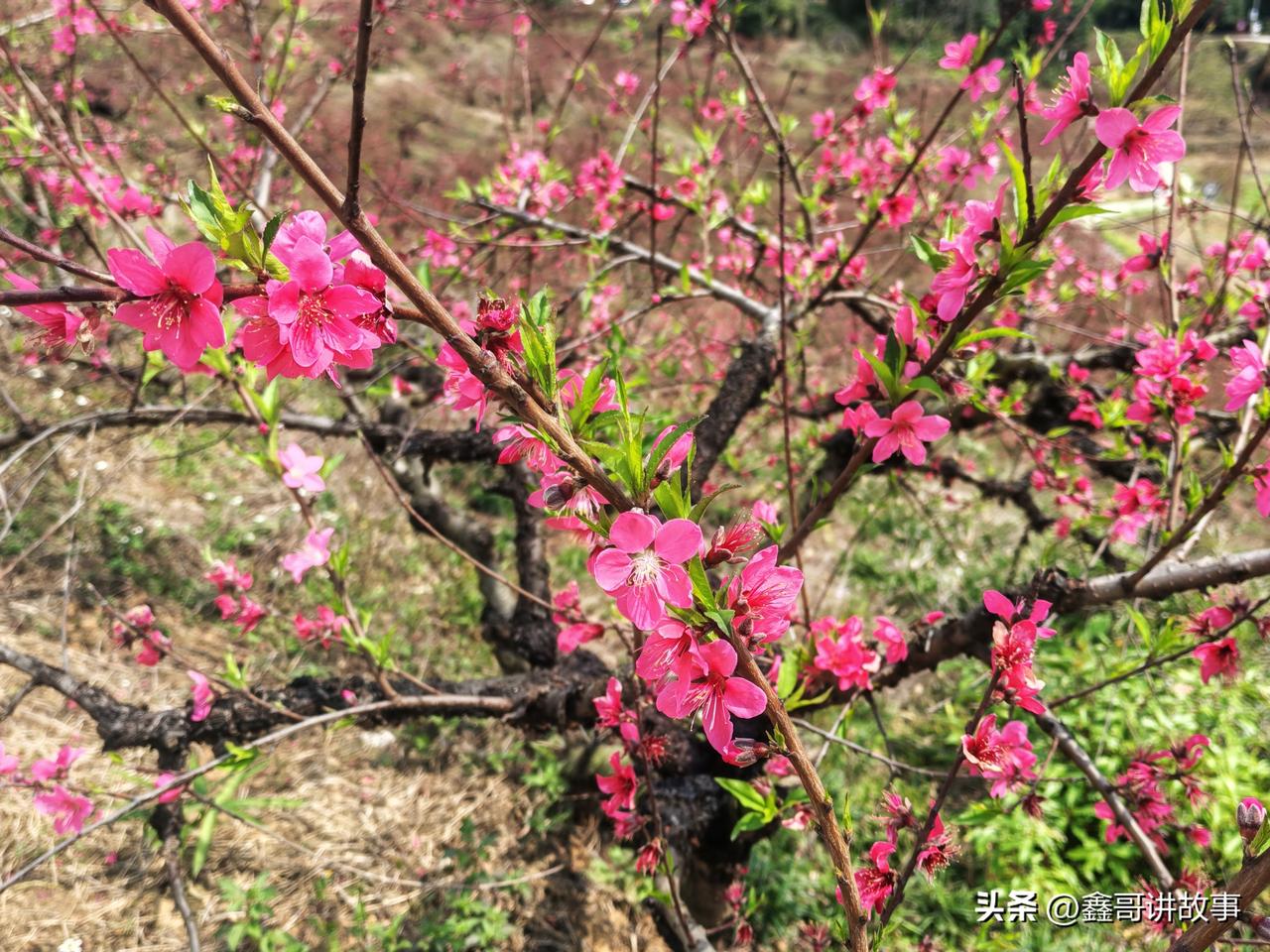 三月的浪漫，是这一树热烈的粉。
把春天的温柔，都藏进镜头里。
不负春光