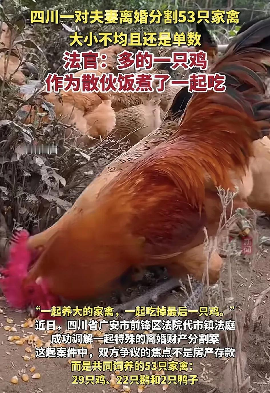 四川广安一对夫妻离婚时因为53只家禽无法分割闹上了法庭。跟普通的夫妻不一样，离婚