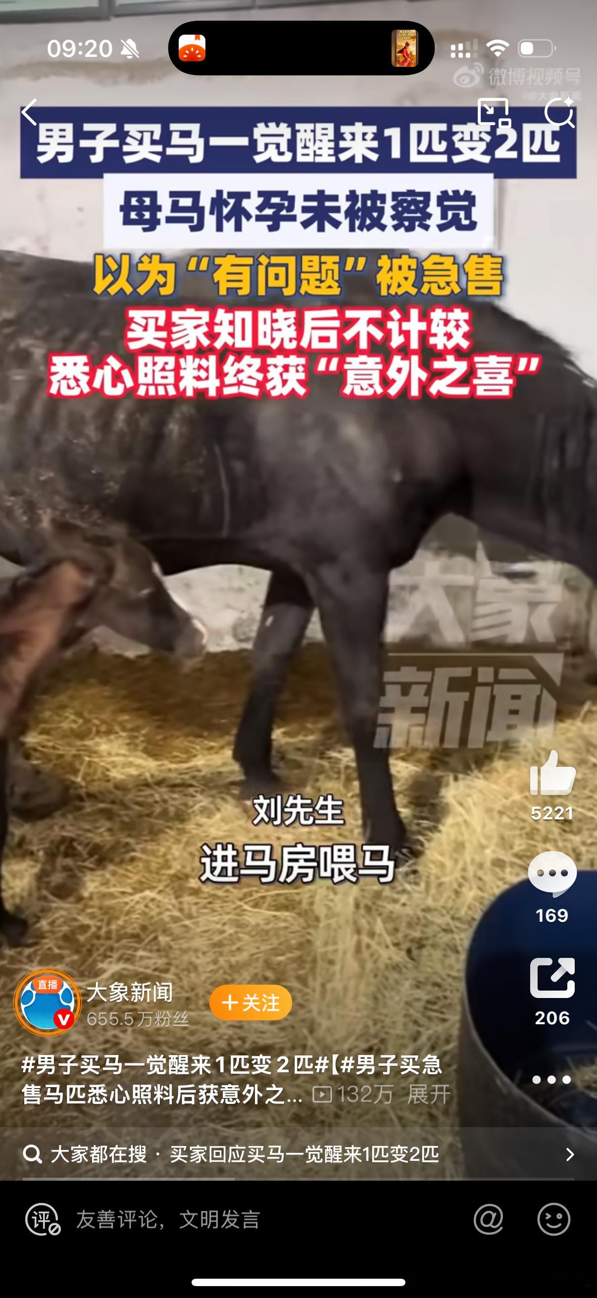 男子买马一觉醒来1匹变2匹大马品种看起来是很不错的，原来的马主竟然不知道母马怀孕
