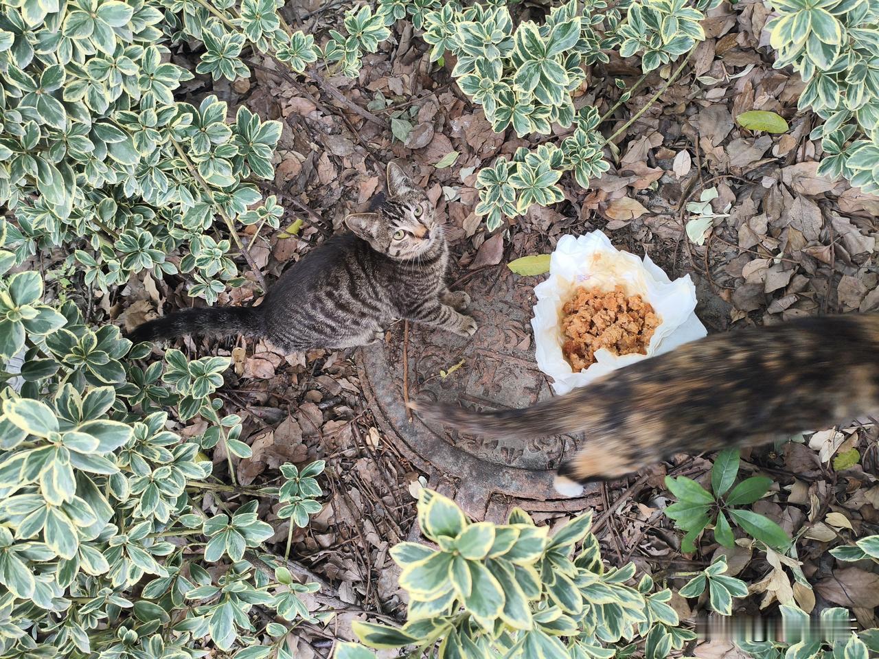 2025.12.31
——深耕，复盘

天准，鼎捷今天上市
集合竞价挂单9:15