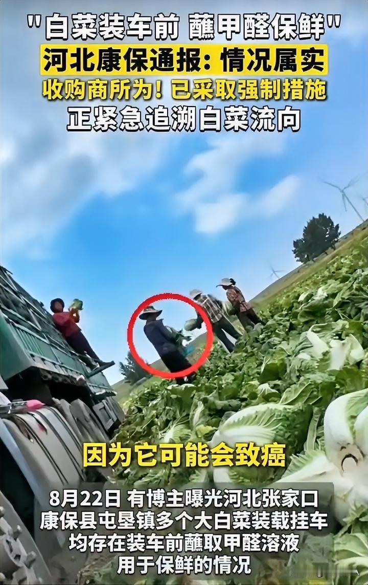 杨梅泡脱氧乙酸钠、白菜也醮甲酫。今年，河北的大白菜恐怕也不好卖了。

8月22日