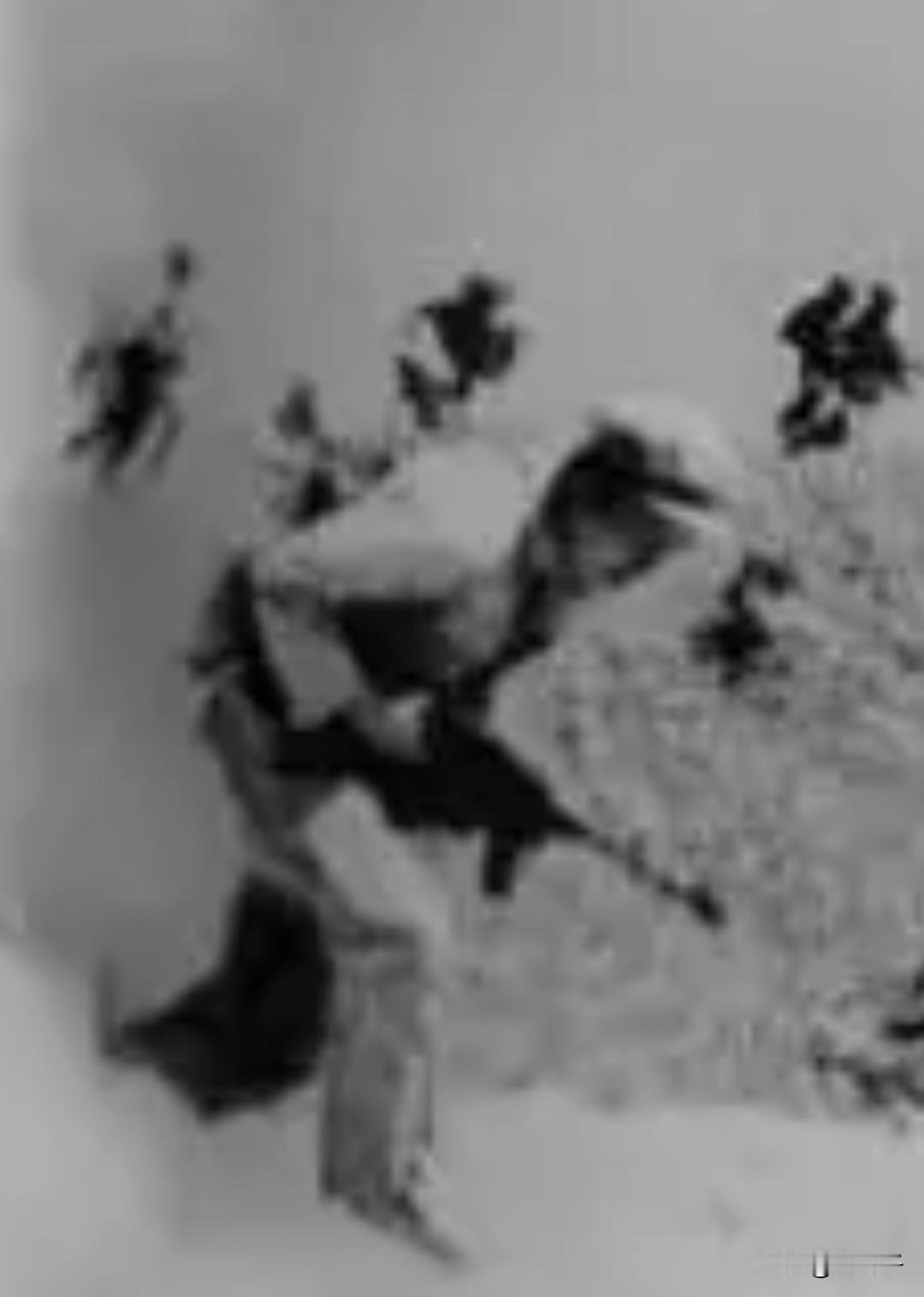 中国人民志愿军抗美援朝英烈之第1445位，张文生（E）（1920年11月一？）生