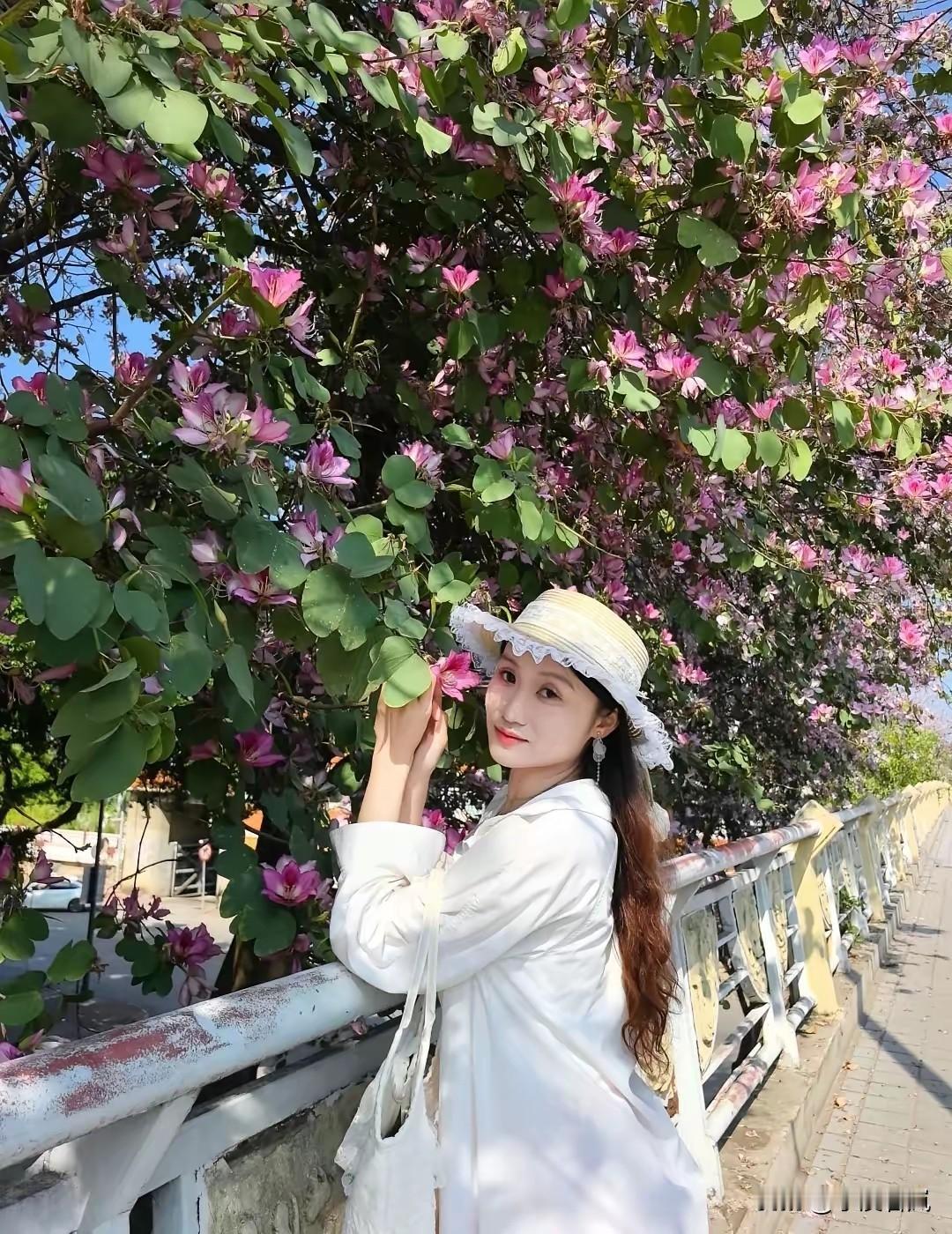 最美的街道，我不想说紫荆花开了路边的风景有多美，看过的游客都知道的，谁去赏花了，