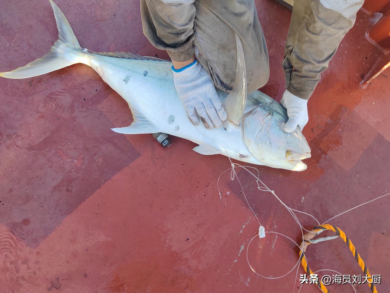 今天的天气好多了，风小了，流也小了，看着平静的海面，我心想这样的天气是不是非常适