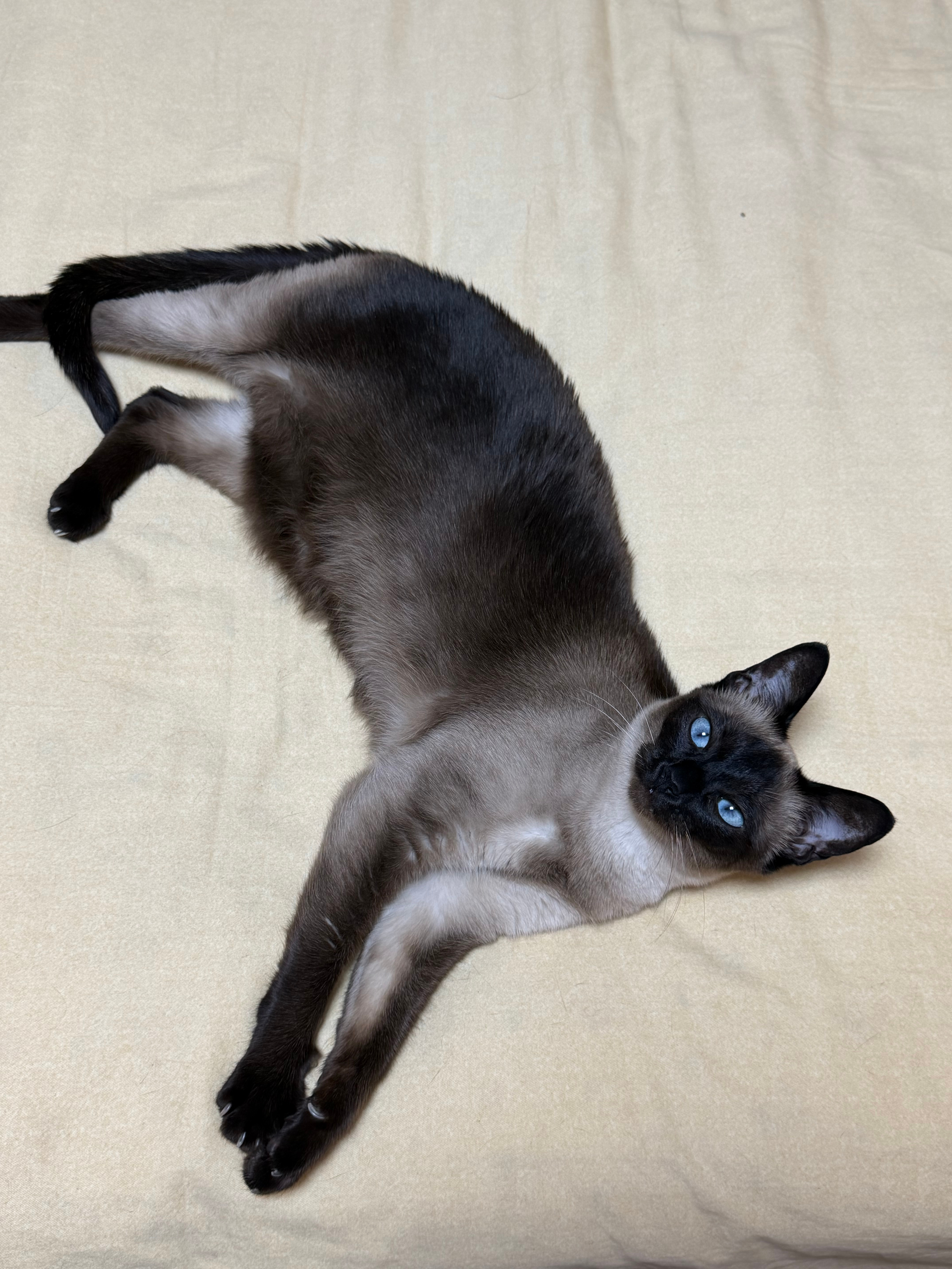 逐渐狰狞 