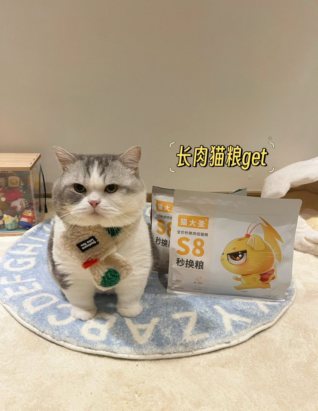 藏在沙发缝里的几颗猫粮被狗偷吃了