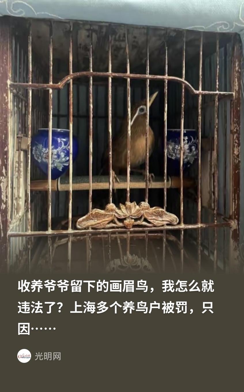 "养了多年竟违法！" 上海一名男子继承爷爷养了十年的画眉鸟，怕鸟儿孤单又在花鸟市