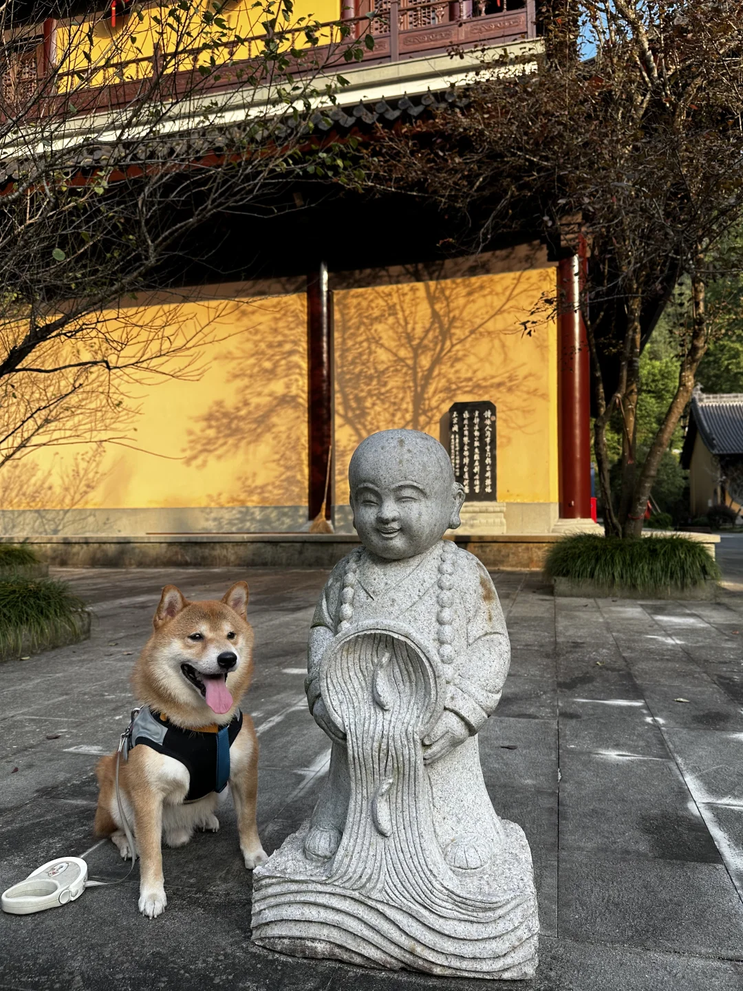 小朋狗