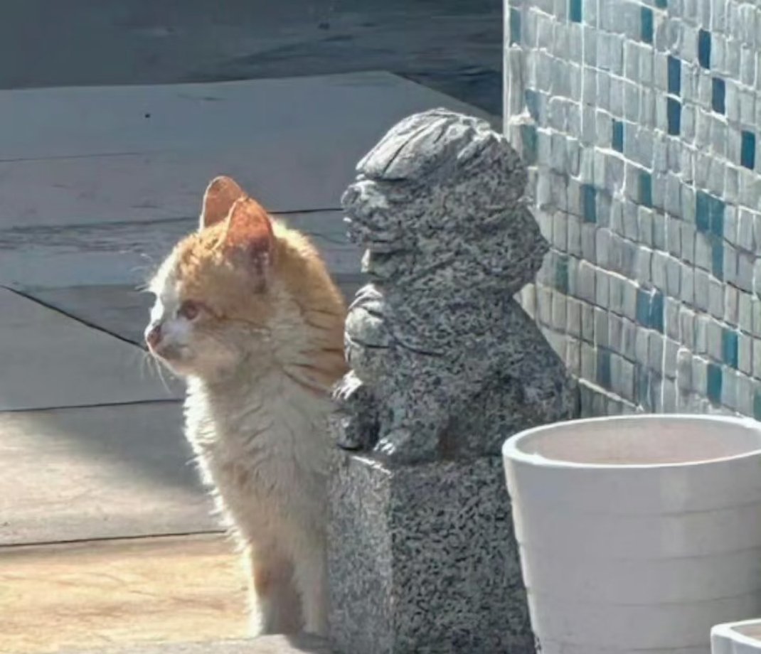 小猫陪石狮子站岗，小猫不理解但尊重 