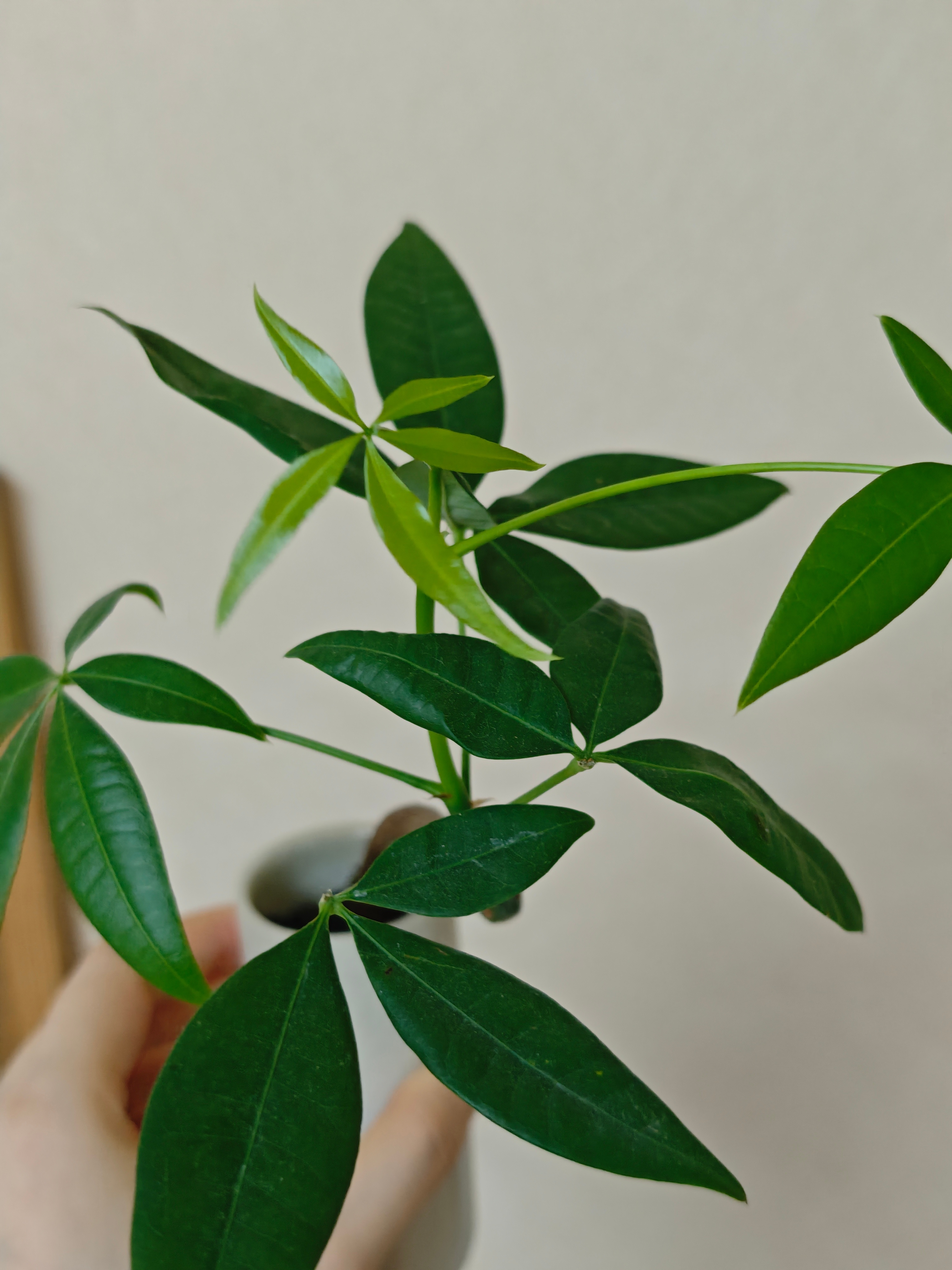 发财树长新叶子了好顽强的生命力！活了一年了吧，一起买的另外两盆盆栽都死掉了，它居